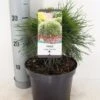 Dwerg Bergden (Pinus Mugo 'Varella') 1 Dwerg Bergden (Pinus Mugo 'Varella') -Tuinplanten Winkel pinus mugo varella c3 m
