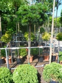 Den Op Stam (Pinus Nigra 'Brepo') -Tuinplanten Winkel pinus nigra brepo 130 150stam cont