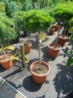 Den Op Stam (Pinus Nigra 'Brepo') -Tuinplanten Winkel pinus nigra brepo 60 80stam c20