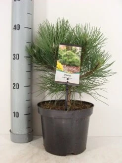 Oostenrijkse Den (Pinus Nigra 'Nana') 6 Oostenrijkse Den (Pinus Nigra 'Nana') -Tuinplanten Winkel pinus nigra nana c3 m