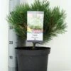 Oostenrijkse Den (Pinus Nigra 'Nana') -Tuinplanten Winkel pinus nigra nana c5 m