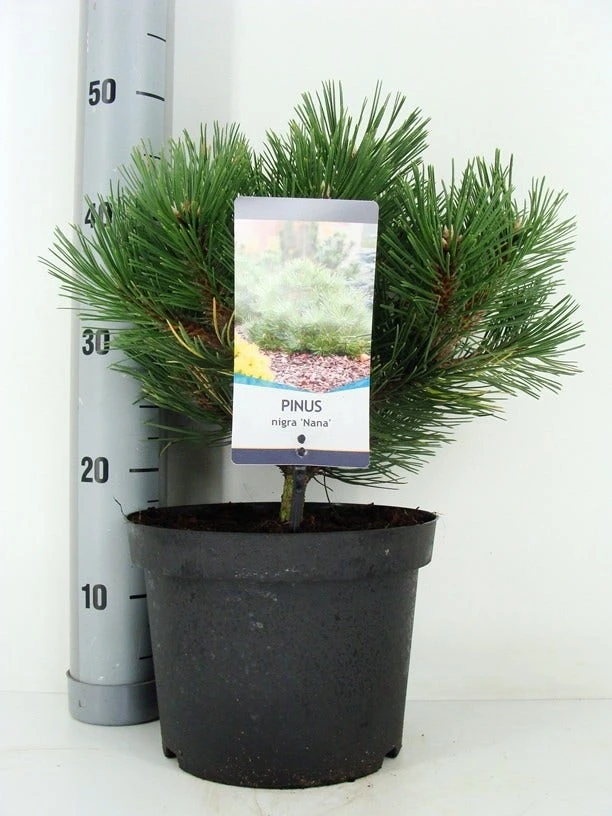 Oostenrijkse Den (Pinus Nigra 'Nana') 3 Oostenrijkse Den (Pinus Nigra 'Nana')