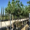 Oostenrijkse Den Als Boom (Pinus Nigra Nigra) 1 Oostenrijkse Den Als Boom (Pinus Nigra Nigra) -Tuinplanten Winkel pinus nigra nigra 1618