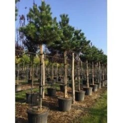 Oostenrijkse Den Als Boom (Pinus Nigra Nigra) -Tuinplanten Winkel pinus nigra nigra 18 20