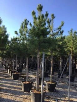Oostenrijkse Den Als Boom (Pinus Nigra Nigra) -Tuinplanten Winkel pinus nigra nigra 18 20 1