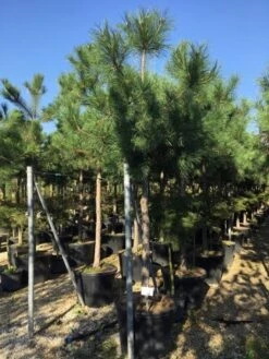 Oostenrijkse Den Als Boom (Pinus Nigra Nigra) -Tuinplanten Winkel pinus nigra nigra 1820