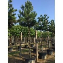 Oostenrijkse Den Als Boom (Pinus Nigra Nigra) -Tuinplanten Winkel pinus nigra nigra 20 25
