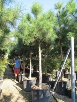 Oostenrijkse Den Als Boom (Pinus Nigra Nigra) -Tuinplanten Winkel pinus nigra nigra 20 25 2