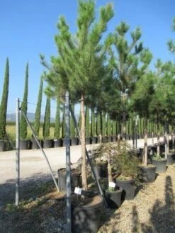 Oostenrijkse Den Als Boom (Pinus Nigra Nigra) -Tuinplanten Winkel pinus nigra nigra 20 25 3
