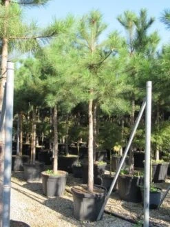 Oostenrijkse Den Als Boom (Pinus Nigra Nigra) -Tuinplanten Winkel pinus nigra nigra 20 25 4