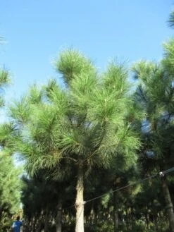 Oostenrijkse Den Als Boom (Pinus Nigra Nigra) -Tuinplanten Winkel pinus nigra nigra 2