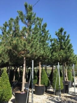 Oostenrijkse Den Als Boom (Pinus Nigra Nigra) -Tuinplanten Winkel pinus nigra nigra 30 35