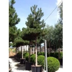 Oostenrijkse Den Als Boom (Pinus Nigra Nigra) -Tuinplanten Winkel pinus nigra nigra 30 35 1