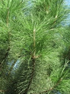 Oostenrijkse Den Als Boom (Pinus Nigra Nigra) -Tuinplanten Winkel pinus nigra nigra 3