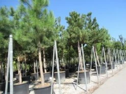 Oostenrijkse Den Als Boom (Pinus Nigra Nigra) -Tuinplanten Winkel pinus nigra nigra 4