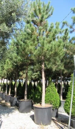 Oostenrijkse Den Als Boom (Pinus Nigra Nigra) -Tuinplanten Winkel pinus nigra nigra 5