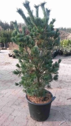 Blauwe Japanse Den (Pinus Parviflora 'Glauca') -Tuinplanten Winkel pinus parviflora glauca 100125cm 2