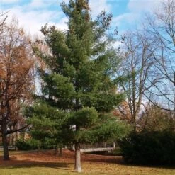Weymouthden (Pinus Strobus) 5 Weymouthden (Pinus Strobus) -Tuinplanten Winkel pinus strobus