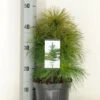 Weymouthden (Pinus Strobus) -Tuinplanten Winkel pinus strobus c3 m