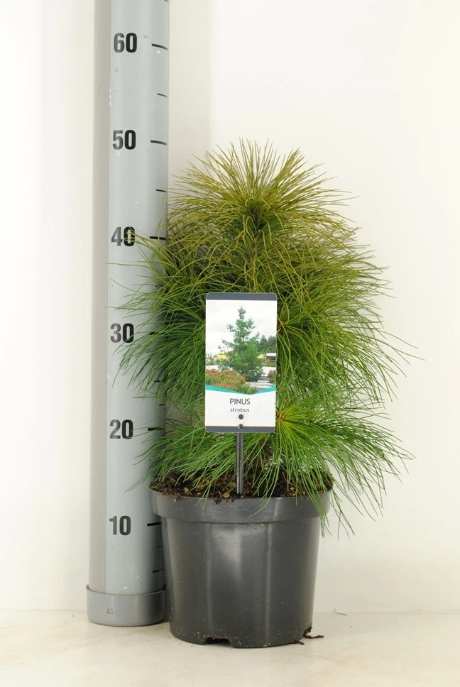Weymouthden (Pinus Strobus) 3 Weymouthden (Pinus Strobus)