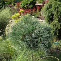 Bergden (Pinus Strobus 'Radiata') 9 Bergden (Pinus Strobus 'Radiata') -Tuinplanten Winkel pinus strobus radiata