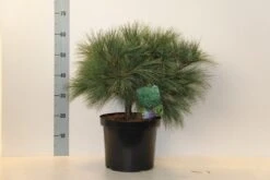 Bergden (Pinus Strobus 'Radiata') 7 Bergden (Pinus Strobus 'Radiata') -Tuinplanten Winkel pinus strobus radiata 40 50 c10