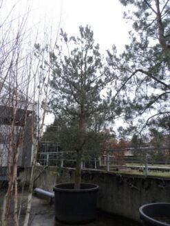 Grove Den, Bosplantsoen (Pinus Sylvestris) -Tuinplanten Winkel pinus sylvestris