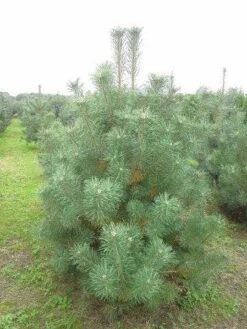 Grove Den, Solitair (Pinus Sylvestris) -Tuinplanten Winkel pinus sylvestris 200 250