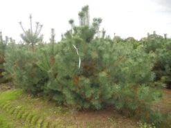 Grove Den, Solitair (Pinus Sylvestris) -Tuinplanten Winkel pinus sylvestris 250 300