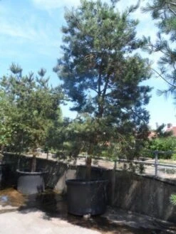 Grove Den, Solitair (Pinus Sylvestris) -Tuinplanten Winkel pinus sylvestris 350 400 450 c1000