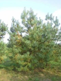 Grove Den, Solitair (Pinus Sylvestris) -Tuinplanten Winkel pinus sylvestris 400