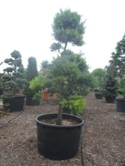 Grove Den Als Bonsai (Pinus Sylvestris) 8 Grove Den Als Bonsai (Pinus Sylvestris) -Tuinplanten Winkel pinus sylvestris bonsai c1000