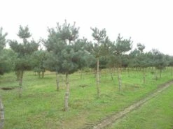 Grove Den (Pinus Sylvestris) -Tuinplanten Winkel pinus sylvestris opstam