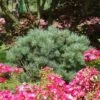 Grove Den (Pinus Sylvestris 'Watereri') -Tuinplanten Winkel pinus sylvestris watereri