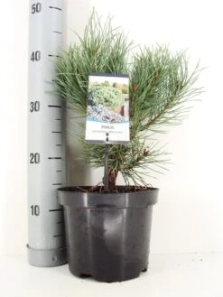 Grove Den (Pinus Sylvestris 'Watereri') 11 Grove Den (Pinus Sylvestris 'Watereri') -Tuinplanten Winkel pinus sylvestris watereri c3 m