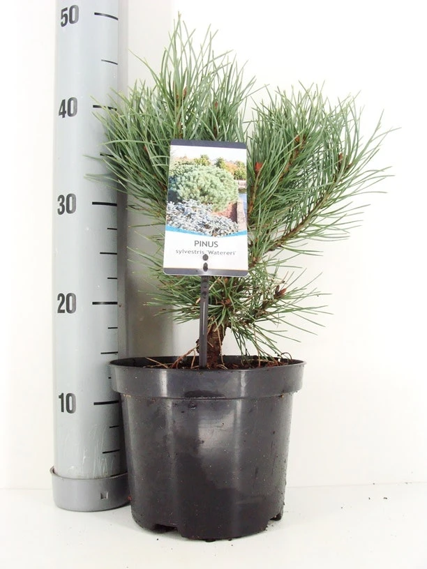 Grove Den (Pinus Sylvestris 'Watereri') 7 Grove Den (Pinus Sylvestris 'Watereri') - Afbeelding 5