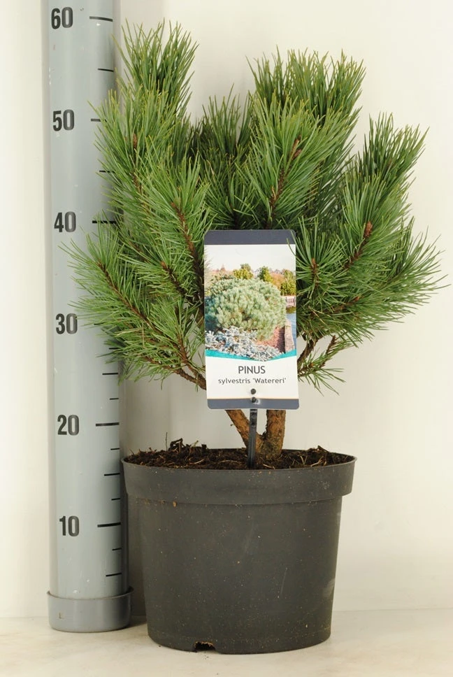 Grove Den (Pinus Sylvestris 'Watereri') 6 Grove Den (Pinus Sylvestris 'Watereri') - Afbeelding 4