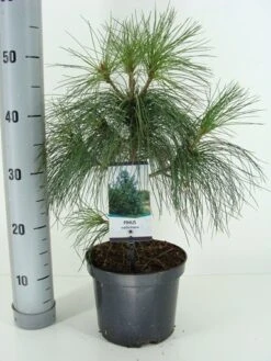 Treurden (Pinus Wallichiana) 10 Treurden (Pinus Wallichiana) -Tuinplanten Winkel pinus wallichiana c3 m