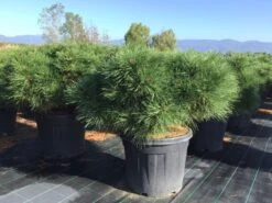 Zwarte Den (Pinus Nigra 'Marie Bregeon') -Tuinplanten Winkel pinusnigramariebregeon01