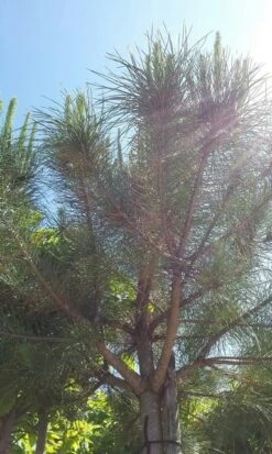 Parasolden (Pinus Pinea) 12 Parasolden (Pinus Pinea) -Tuinplanten Winkel pinuspinea01