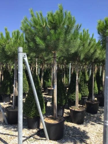 Parasolden (Pinus Pinea) 4 Parasolden (Pinus Pinea) - Afbeelding 2