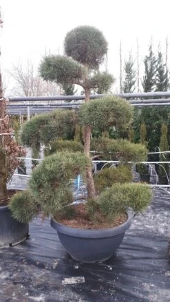 Grove Den Als Bonsai (Pinus Sylvestris) 9 Grove Den Als Bonsai (Pinus Sylvestris) -Tuinplanten Winkel pinussylvestrisbonsai01