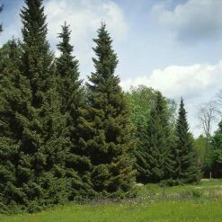 Servische Spar / Omorikaden (Picea Omorika) -Tuinplanten Winkel piomorik 9