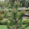 Grove Den, Solitair (Pinus Sylvestris) -Tuinplanten Winkel pisylves 21