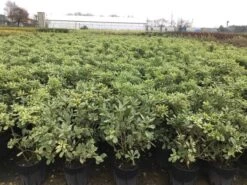 Australische Laurier (Pittosporum Tobira 'Variegatum') -Tuinplanten Winkel pit