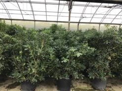 Australische Laurier (Pittosporum Tobira) -Tuinplanten Winkel pittosporum