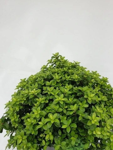 Australische Laurier (Pittosporum Tenuifolium 'Gold Ball')