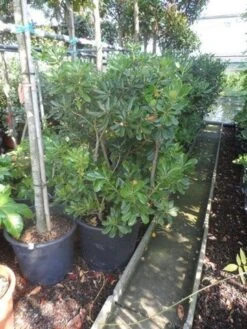 Australische Laurier (Pittosporum Tobira) -Tuinplanten Winkel pittosporum tobira 100 125 c50