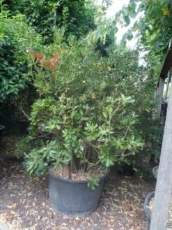 Australische Laurier (Pittosporum Tobira) -Tuinplanten Winkel pittosporum tobira 150 175 c130