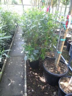 Australische Laurier (Pittosporum Tobira) -Tuinplanten Winkel pittosporum tobira c10